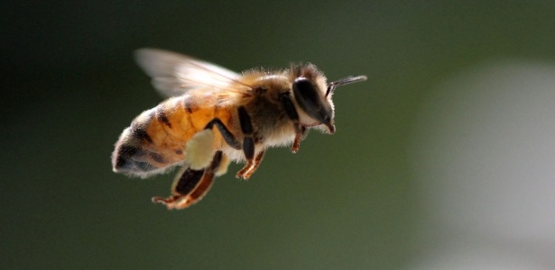 Enxames de abelhas atrapalharam um voo da American Airlines (Foto: Zachary Huang/EFE)